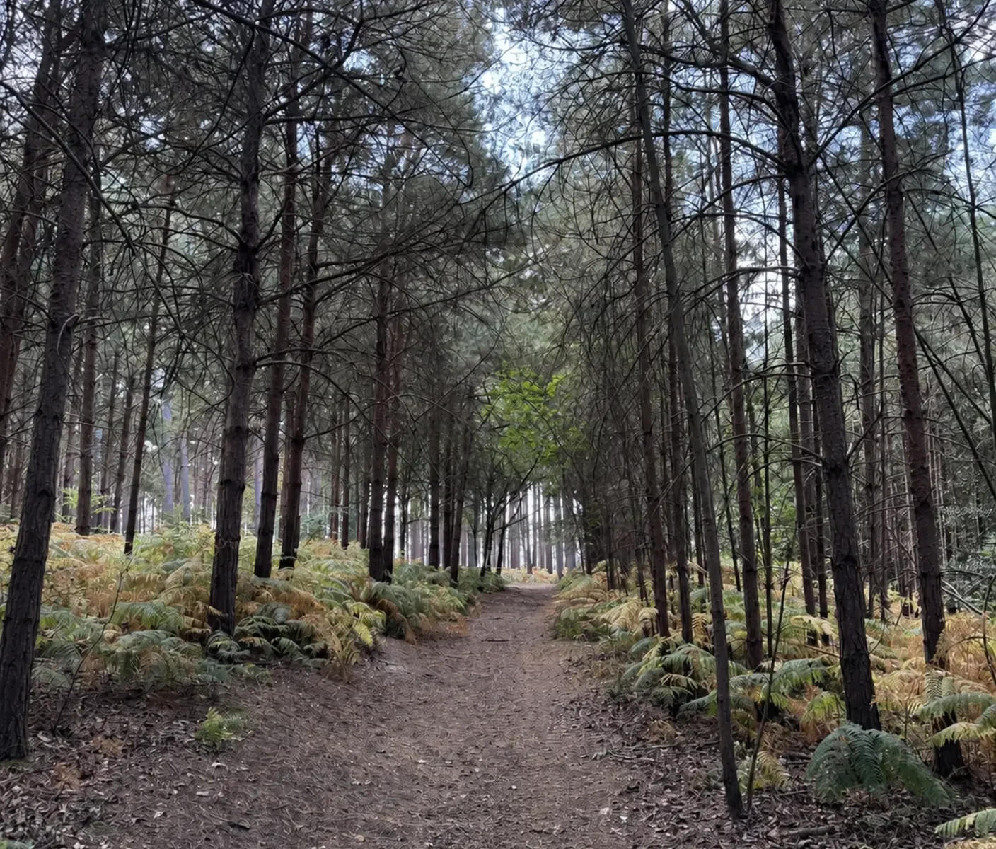A woodland path running between tall pine trees